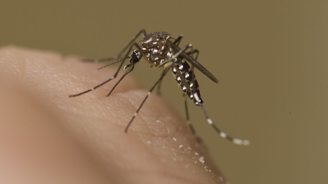 Lewisville to spray after second trap tests positive for West Nile Virus